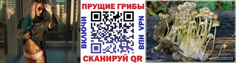 Галлюциногенные грибы прущие грибы  OMG ONION  Старая Русса 